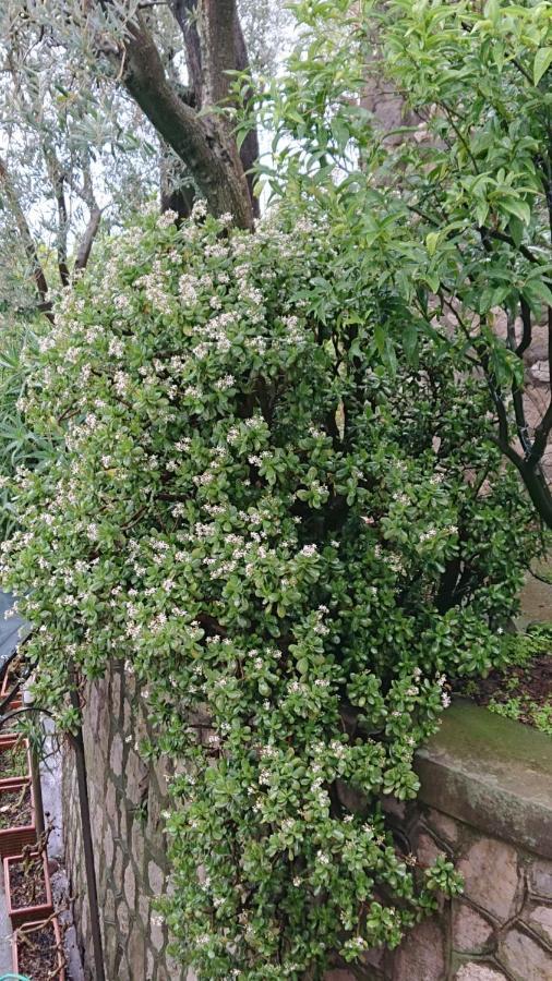 Villa L'Ulivina Σορέντο Εξωτερικό φωτογραφία