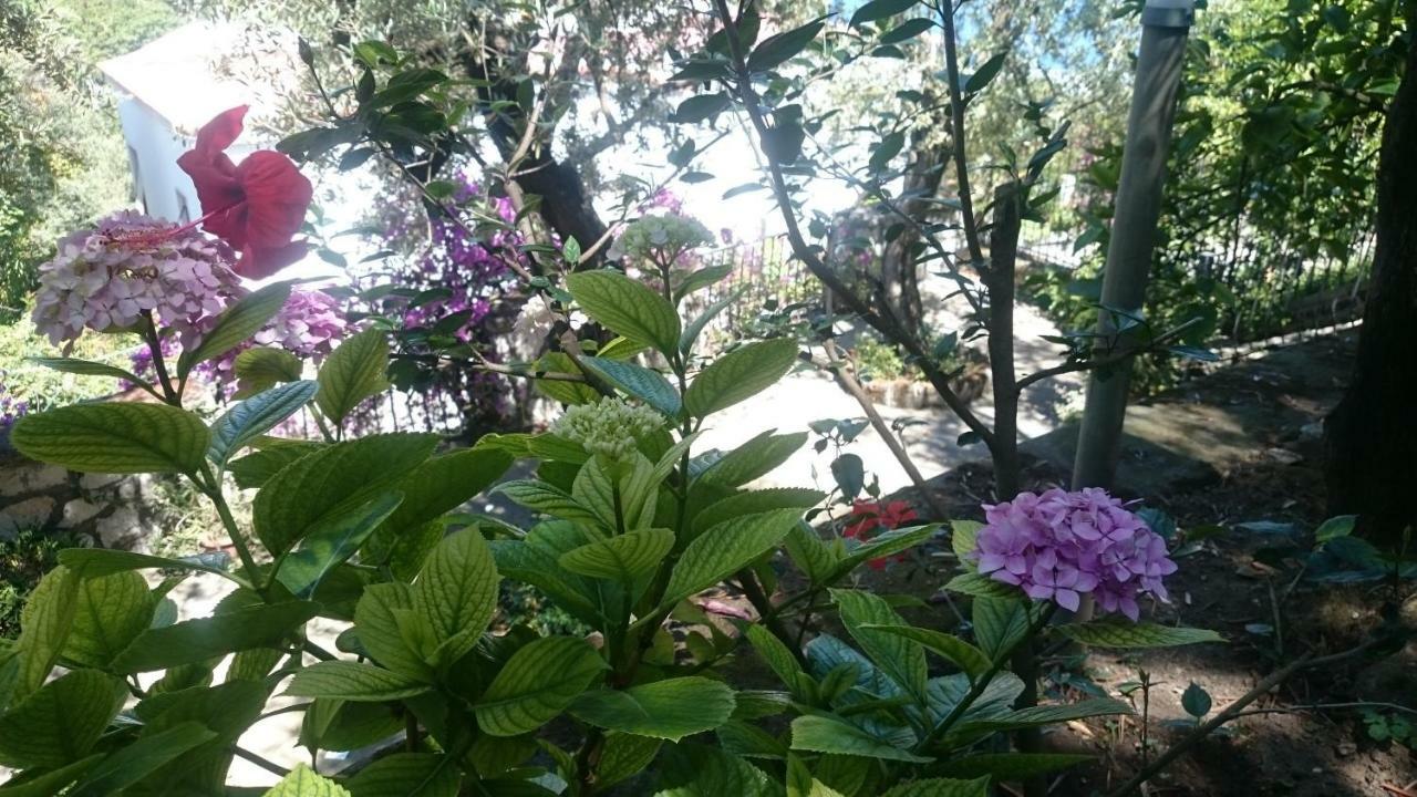 Villa L'Ulivina Σορέντο Εξωτερικό φωτογραφία