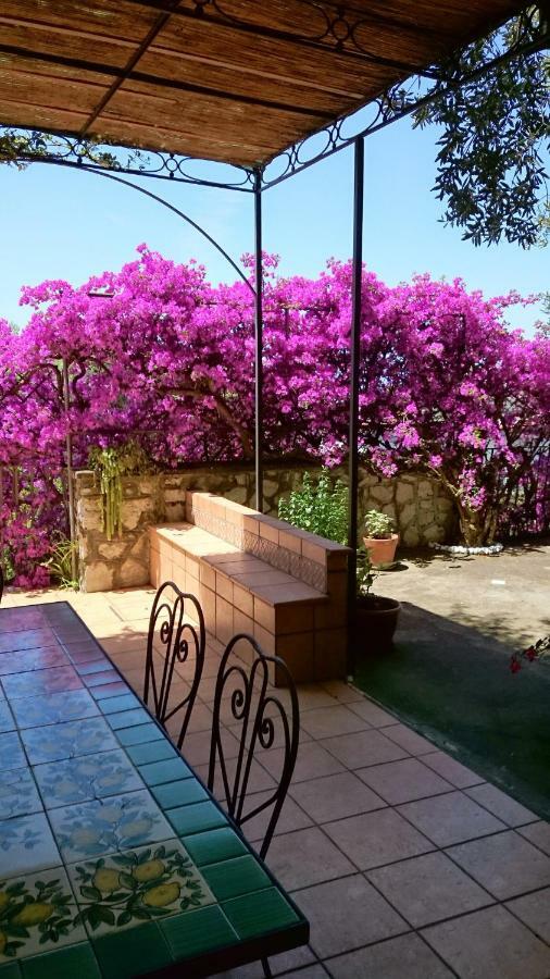 Villa L'Ulivina Σορέντο Εξωτερικό φωτογραφία
